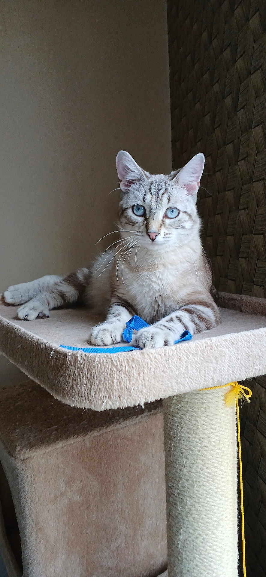 Unik participe au concours pour gagner de l'argent avec cette photo : cat, feline, blue_eyes, whiskers, paw, cat_tree, scratching_post, toy, ribbon, indoor, portrait, sitting, fur, closeup, furniture, cozy, beige, stare, pet, animal
