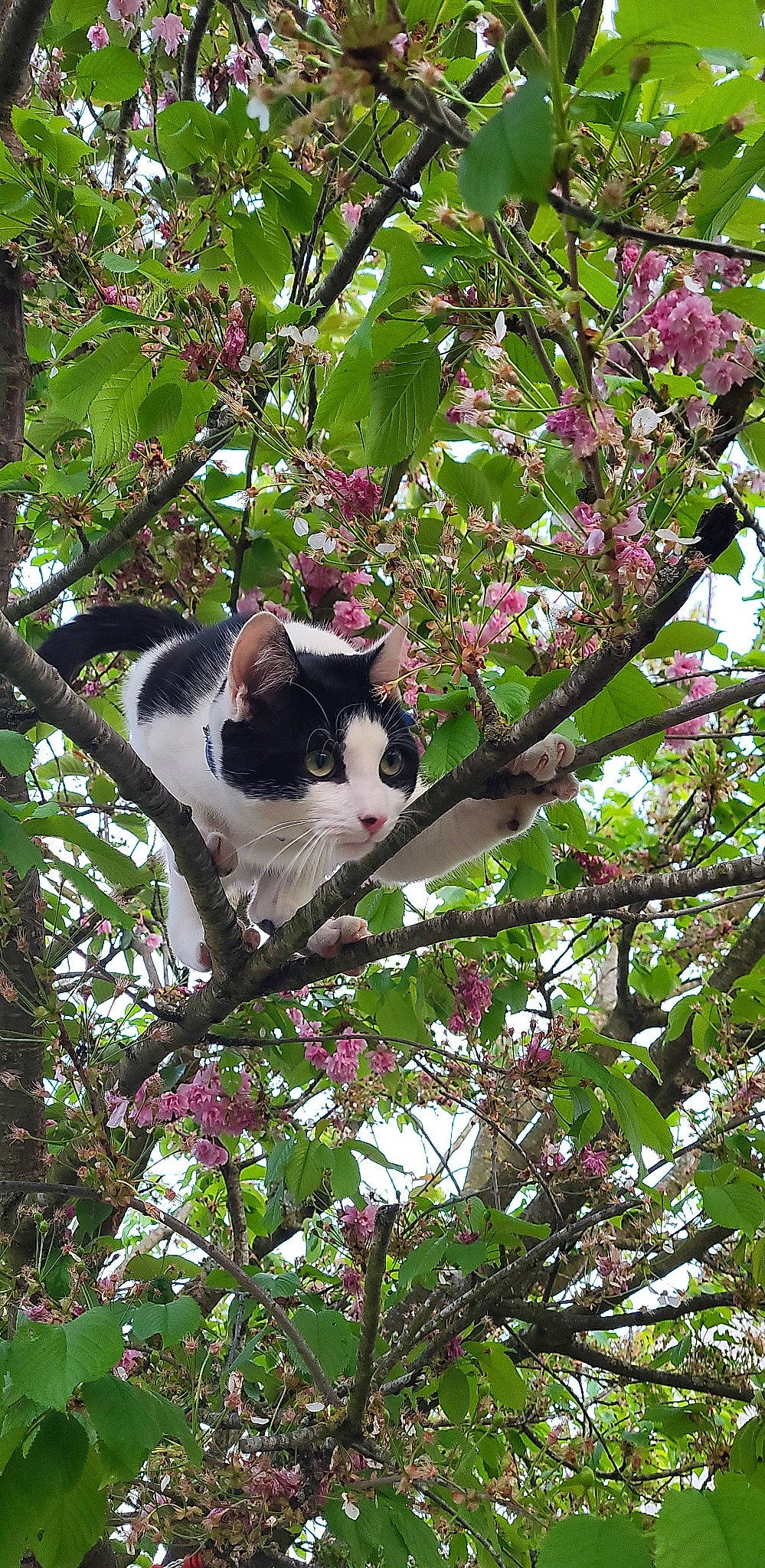 Paco a rejoint le concours — aidez-le/la à gagner de superbes lots ! blossom, botany, branch, carnivore, cat, domestic_short_haired_cat, felidae, flower, flowering_plant, grass, groundcover, petal, plant, small_to_medium_sized_cats, tail, tree, trunk, twig, whiskers, woody_plant