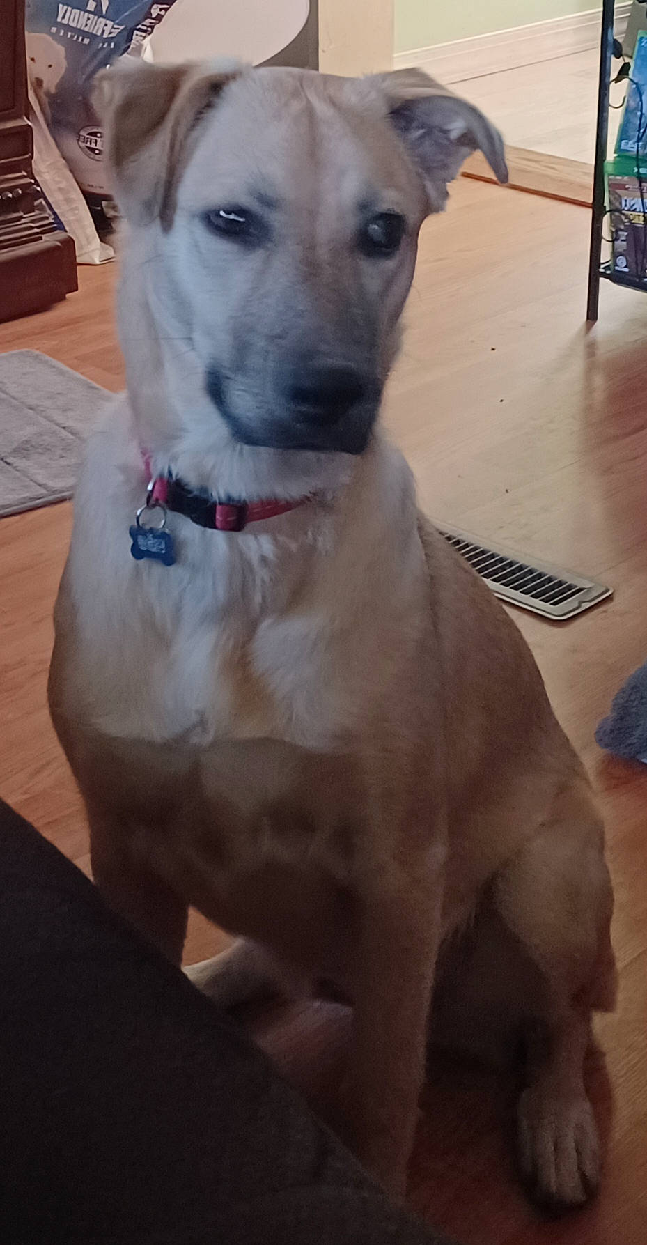 Lil Bit is registered to the contest to win money with this photo: ancient_dog_breeds, canidae, carnivore, collar, companion_dog, dog, dog_breed, dog_collar, dog_supply, fawn, fur, giant_dog_breed, guard_dog, pet_supply, sighthound, snout, sporting_group, toy_dog, whiskers, working_animal