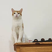 Stiles is registered to the contest to win money with this photo: cat, orange_and_white_cat, wooden_dresser, figurines, bottles, indoor, pet, feline, curious, sitting, perched, white_wall, domestic_animal, looking_forward, still_life, household_items, animal_portrait, small_objects, furniture, close_up