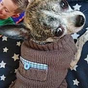Tintin participe au concours pour gagner de l'argent avec cette photo : animal, blanket, book, brown, child, cozy, cute, dog, ear, eyes, fabric, face, indoor, looking_back, pet, portrait, small_dog, smiling, star_pattern, sweater