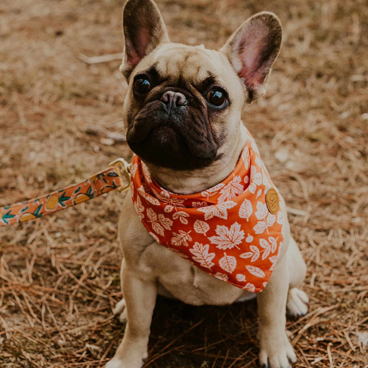 Pretzel joined the competition — help win amazing prizes! accessories, animal, bandana, boxer, bulldog, canine, dog, frenchbulldog, headband, leash, pet, pitbull, pug, puppy, soil, strap, whitedog