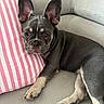 canine, companion, couch, cute, dog, domestic_animal, ears, french_bulldog, fur, indoor, light, paw, pet, pillow, puppy, relaxed, resting, sleepy, snout, striped_pillow