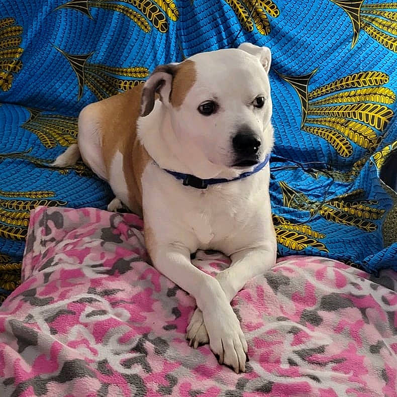 Brutus joined the competition — help win amazing prizes! carnivore, chair, collar, comfort, companion_dog, couch, dog, dog_breed, dog_collar, dog_supply, fawn, fur, linens, non_sporting_group, pattern, pet_supply, puppy_love, sporting_group, toy_dog, working_animal