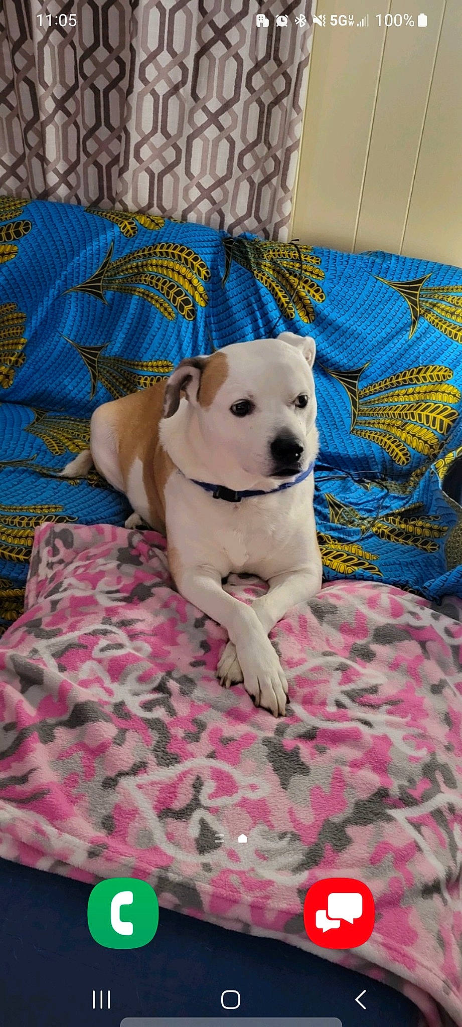 Brutus joined the competition — help win amazing prizes! canidae, carnivore, chair, collar, comfort, companion_dog, couch, dog, dog_breed, dog_collar, dog_supply, fawn, flooring, fur, linens, pet_supply, snout, sporting_group, toy_dog, working_animal