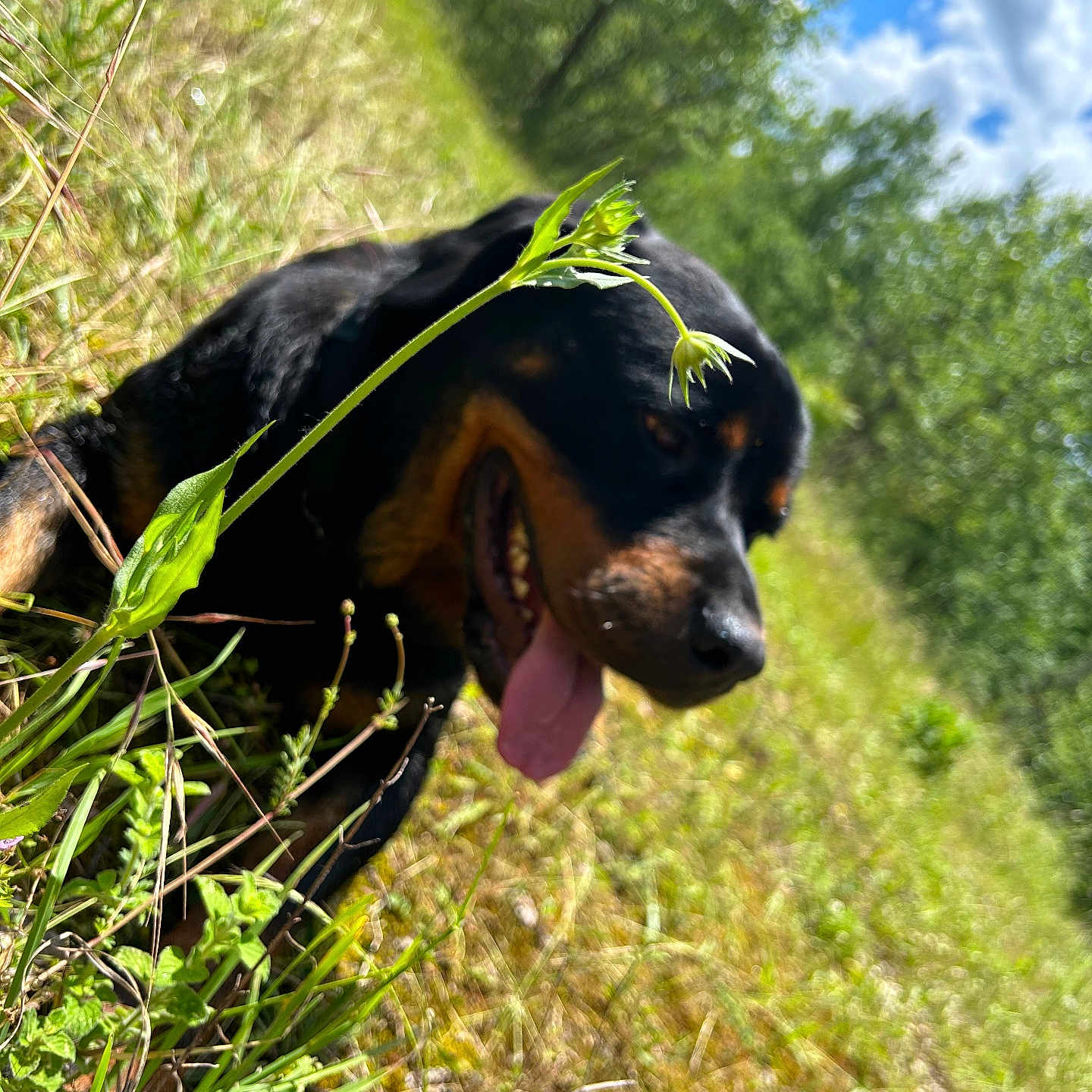 Tosca a rejoint le concours — aidez-le/la à gagner de superbes lots ! animal, appenzeller, bodypart, canine, dog, field, grass, grassland, hound, labradorretriever, land, mouth, nature, outdoors, pet, plant, puppy, tree, vegetation, woodland