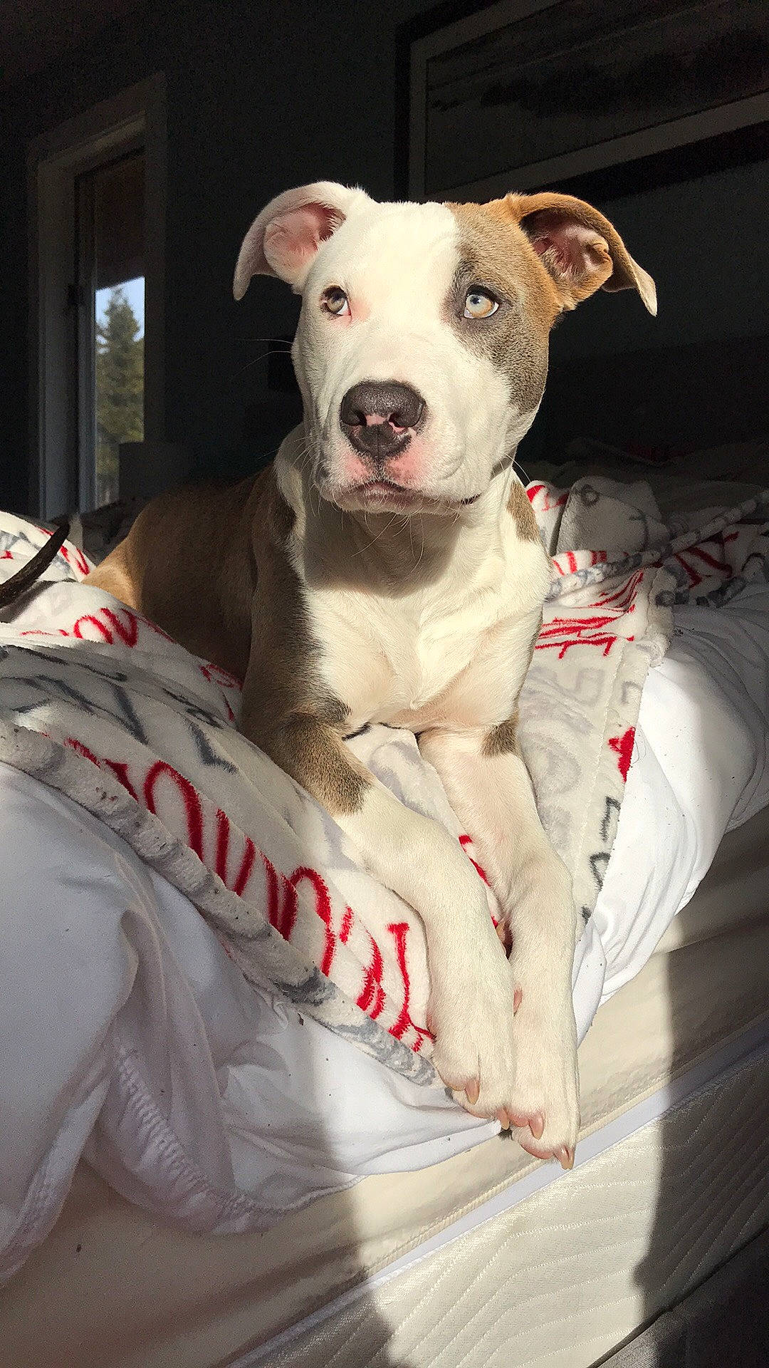 Nala joined the competition — help win amazing prizes! canidae, carnivore, collar, companion_dog, cordoba_fighting_dog, dog, dog_breed, dog_supply, dogo_argentino, dogo_guatemalteco, fawn, fur, jaw, neck, non_sporting_group, pet_supply, snout, sporting_group, whiskers, working_animal