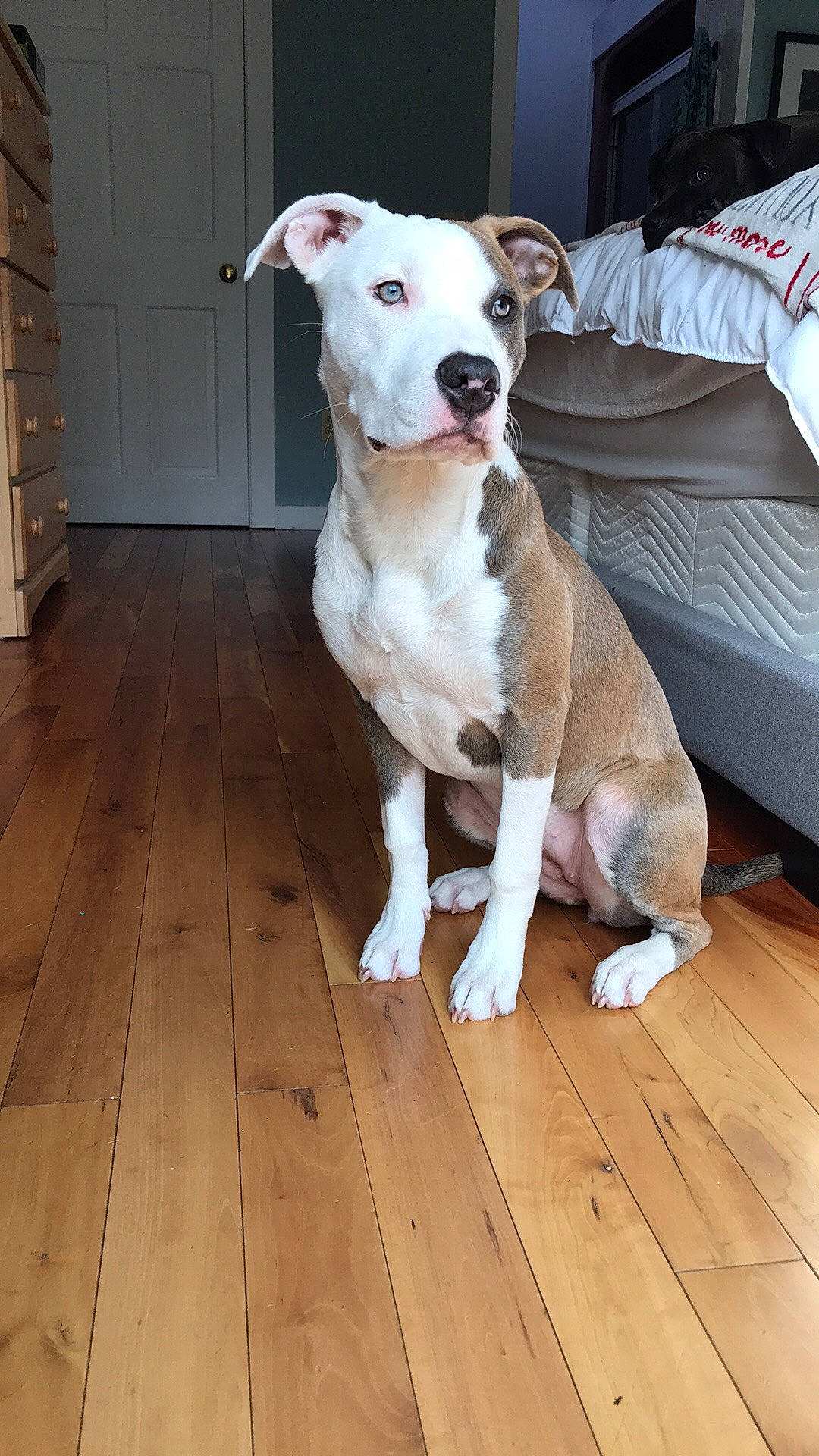 Nala is registered to the contest to win money with this photo: cabinetry, carnivore, chest_of_drawers, collar, companion_dog, couch, dog, dog_breed, drawer, dresser, fawn, floor, flooring, hardwood, laminate_flooring, liver, snout, wood, wood_flooring, wood_stain