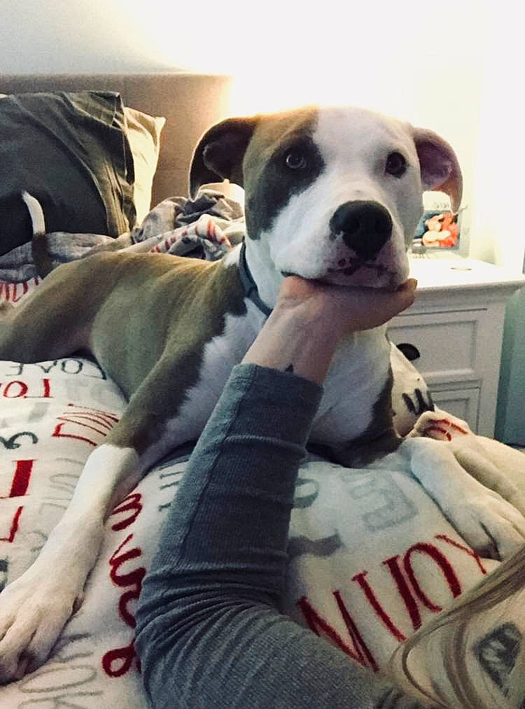 Nala is registered to the contest to win money with this photo: cabinetry, canidae, carmine, carnivore, chest_of_drawers, comfort, companion_dog, dog, dog_breed, drawer, dresser, fur, linens, plush, snout, stuffed_toy, toy, whiskers, working_animal, working_dog