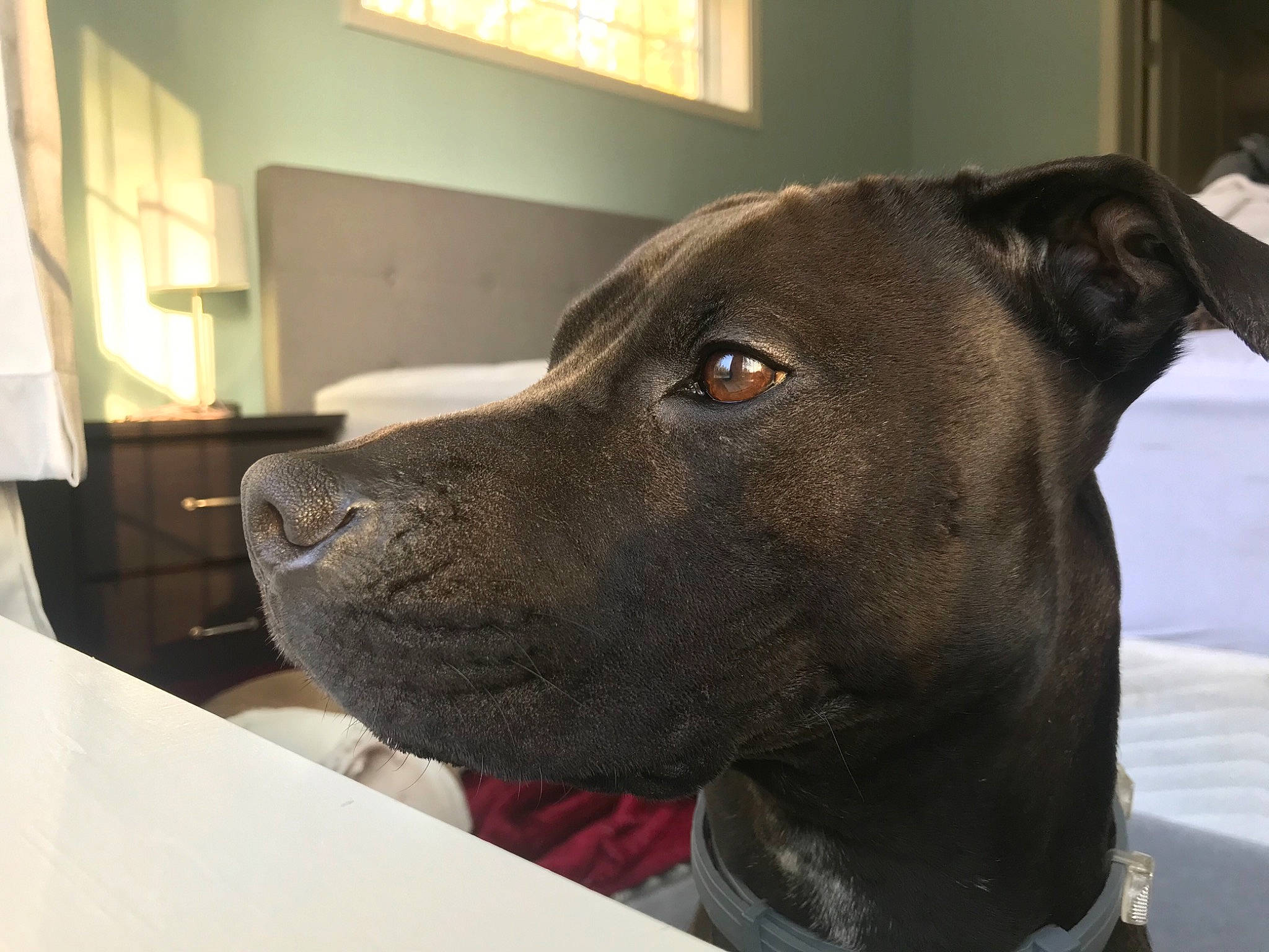 Daisey joined the competition — help win amazing prizes! canidae, carnivore, collar, companion_dog, daylighting, dog, dog_breed, dog_collar, fawn, fixture, liver, mammal, pet_supply, sash_window, snout, whiskers, window_blind, window_covering, window_treatment, working_animal