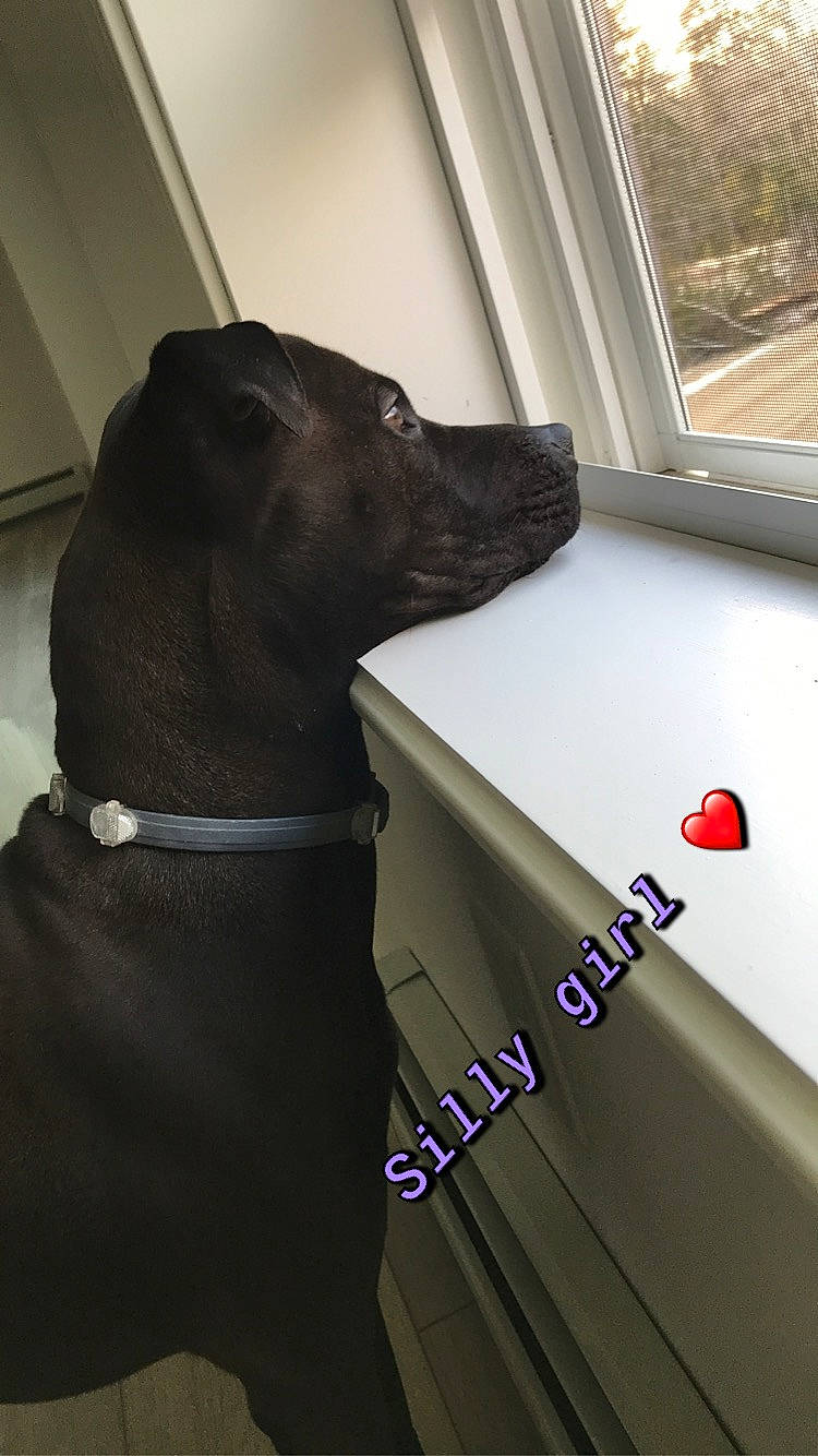 Daisey is registered to the contest to win money with this photo: canidae, carnivore, collar, companion_dog, daylighting, dog, dog_breed, dog_collar, dog_supply, fixture, liver, non_sporting_group, paint, pet_supply, sash_window, snout, sporting_group, whiskers, working_animal, working_dog