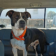 Baby Girl is registered to the contest to win money with this photo: dog, pet, animal, orange_collar, car_interior, backseat, window, sunlight, alert, standing, brown_and_white, canine, domestic_animal, looking_away, ears_up, tail, four_legs, daylight, vehicle, fur