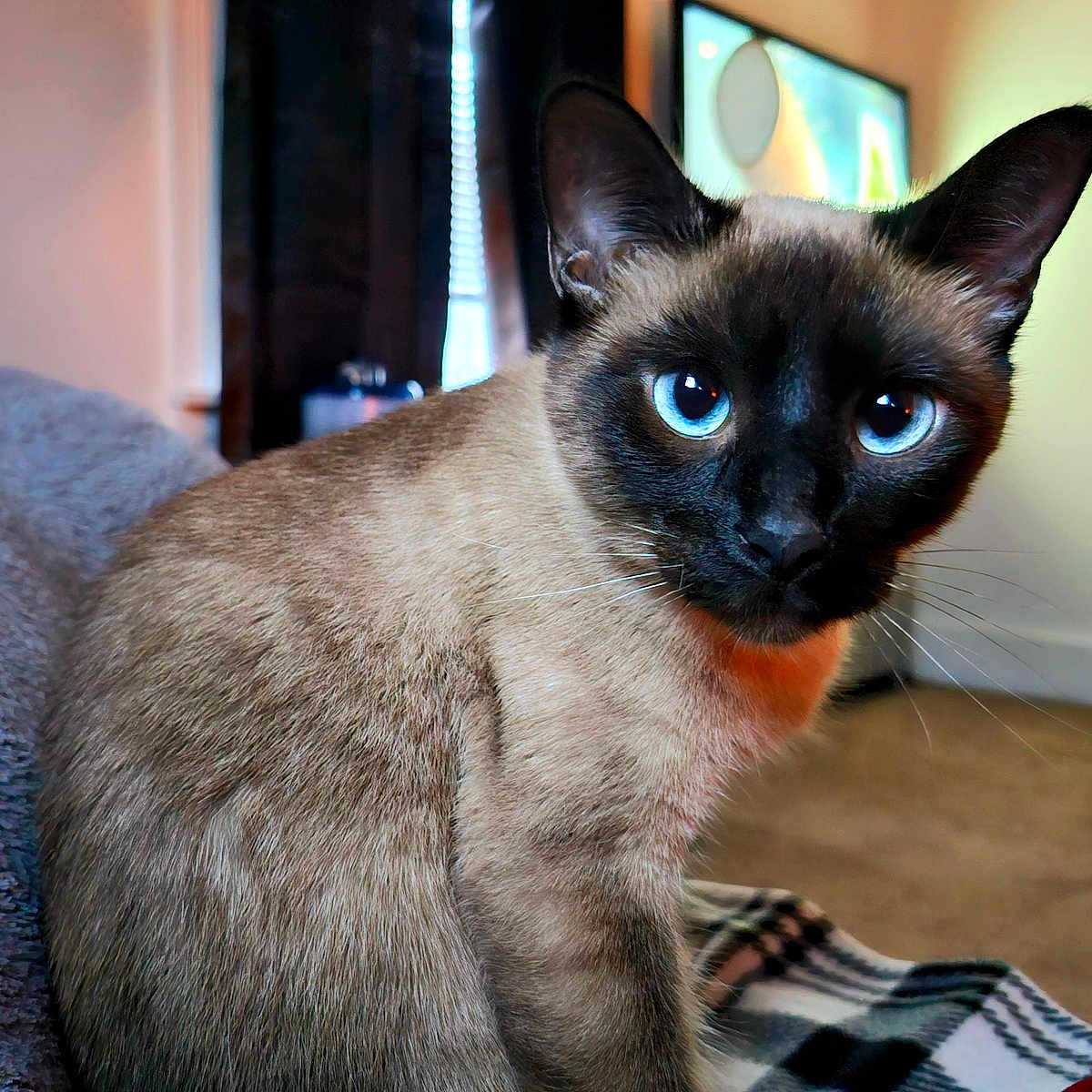 Support Squirrel from McClure in Cat Photo Contest - Cash