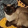 Squirrel is registered to the contest to win money with this photo: cat, siamese_cat, pet, animal, blue_eyes, pointed_ears, short_hair, brown_fur, cream_fur, dark_face, whiskers, lying_down, relaxed, portrait, close_up, indoors, blanket, cozy, warm_lighting, sleeping_area