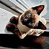 Squirrel is registered to the contest to win money with this photo: cat, siamese_cat, blue_eyes, pet, feline, animal, close_up, portrait, upside_down, lying_down, paws, whiskers, fur, pointed_ears, dark_face, brown_fur, indoor, window, sunlight, relaxed