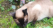 Squirrel is registered to the contest to win money with this photo: cat, siamese_cat, pet, animal, feline, sleeping, resting, outdoor, garden, grass, leaves, plants, fur, whiskers, ears, face, close_up, brown, cream, nature
