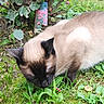 cat, siamese_cat, pet, animal, feline, sleeping, resting, outdoor, garden, grass, leaves, plants, fur, whiskers, ears, face, close_up, brown, cream, nature