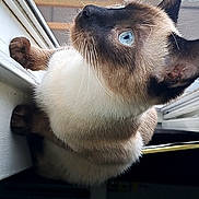 Squirrel is registered to the contest to win money with this photo: cat, siamese_cat, blue_eyes, pet, animal, feline, whiskers, pointed_ears, cream_fur, dark_face, window, screen, indoor, curious, close_up, portrait, looking_up, natural_light, brown_markings, playful