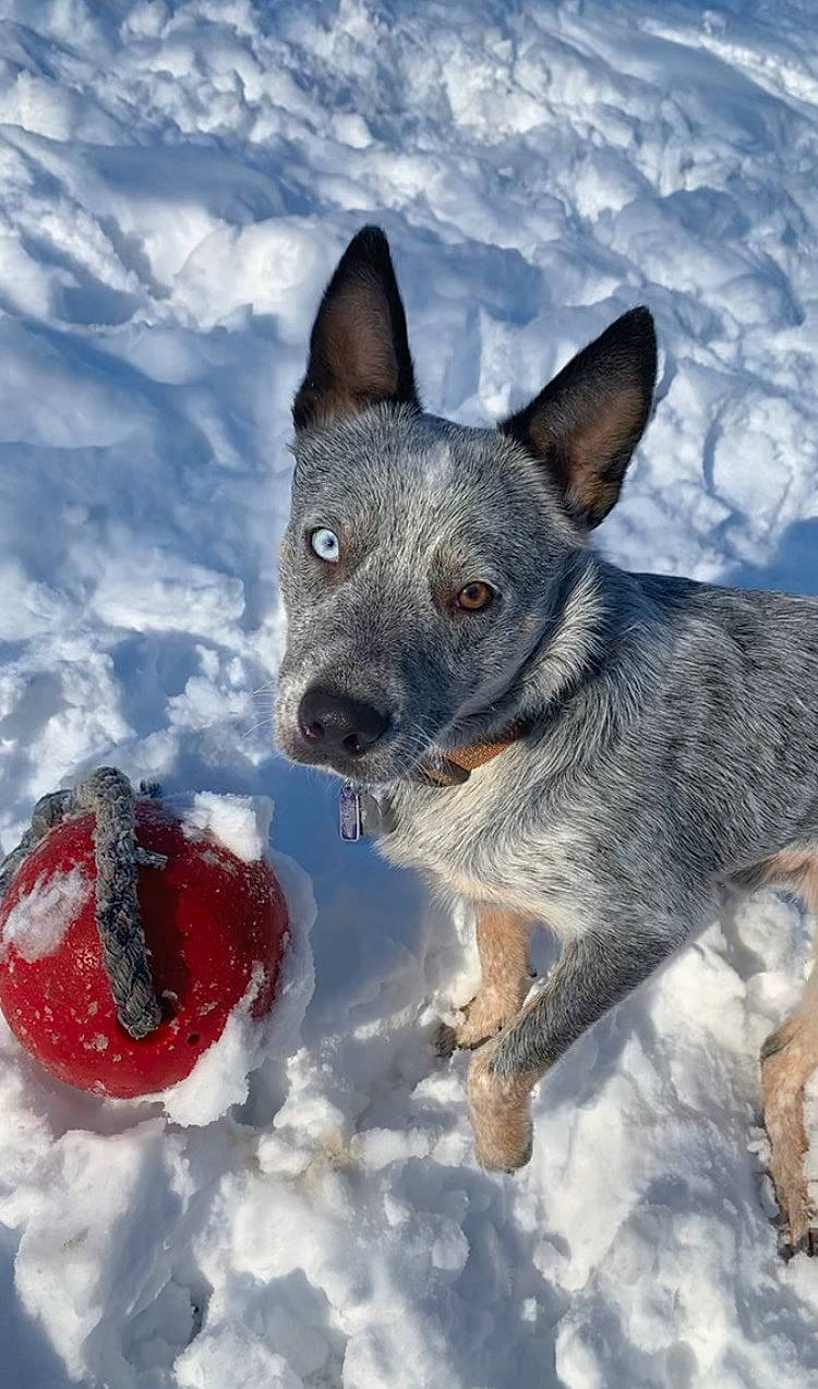 Banjo joined the competition — help win amazing prizes! canidae, carmine, carnivore, collar, companion_dog, dog, dog_breed, dog_supply, freezing, fur, geological_phenomenon, non_sporting_group, snout, snow, sporting_group, whiskers, winter, working_animal