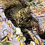 Clementine joined the competition — help win amazing prizes! cat, tabby, pet, animal, feline, paw, stretching, relaxed, sleepy, floral_blanket, pattern, soft, cozy, indoor, cute, whiskers, ears, fur, close_up, resting