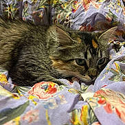 Clementine joined the competition — help win amazing prizes! cat, kitten, tabby, fur, whiskers, ears, blanket, floral_pattern, fabric, cozy, resting, cute, pet, indoor, soft, colorful, animal, young, comfort, relaxation