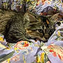 cat, kitten, tabby, fur, whiskers, ears, blanket, floral_pattern, fabric, cozy, resting, cute, pet, indoor, soft, colorful, animal, young, comfort, relaxation