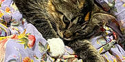 Clementine joined the competition — help win amazing prizes! cat, tabby, white_paws, stretching, fluffy, pet, animal, feline, resting, blanket, floral_pattern, purple, yellow, pink, cozy, cute, indoor, soft, relaxed, whiskers