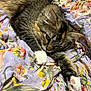 cat, tabby, white_paws, stretching, fluffy, pet, animal, feline, resting, blanket, floral_pattern, purple, yellow, pink, cozy, cute, indoor, soft, relaxed, whiskers