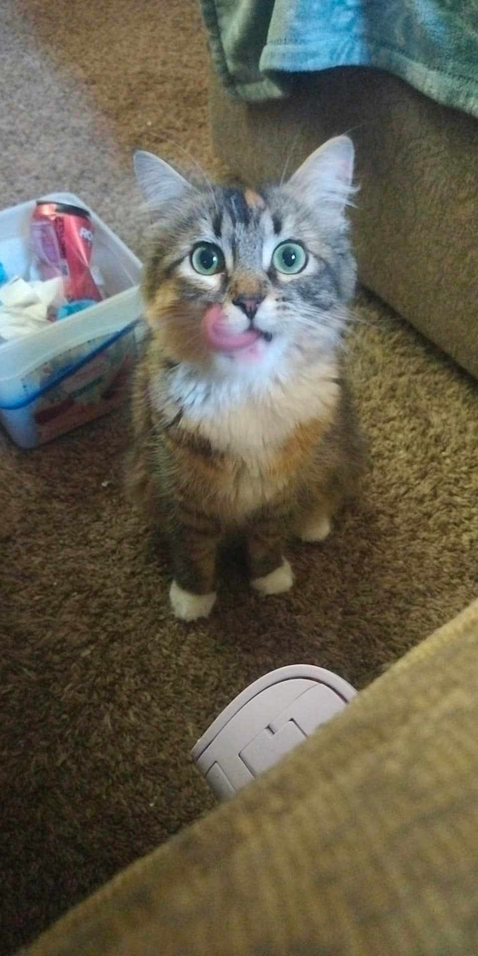 Clementine