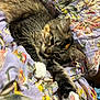 Clementine is registered to the contest to win money with this photo: cat, tabby, paw, relaxed, floral_blanket, indoor, cute, pet, fur, whiskers, sleepy, animal, stretching, cozy, domestic_cat, close_up, soft, resting, bed, comfort