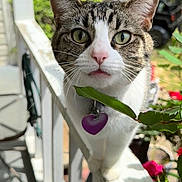 Rosie joined the competition — help win amazing prizes! cat, tabby, feline, pet, close_up, portrait, whiskers, green_eyes, collar, heart_tag, porch, railing, leaf, flowers, outdoor, daytime, plant, curiosity, nose, ears