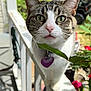 cat, tabby, feline, pet, close_up, portrait, whiskers, green_eyes, collar, heart_tag, porch, railing, leaf, flowers, outdoor, daytime, plant, curiosity, nose, ears