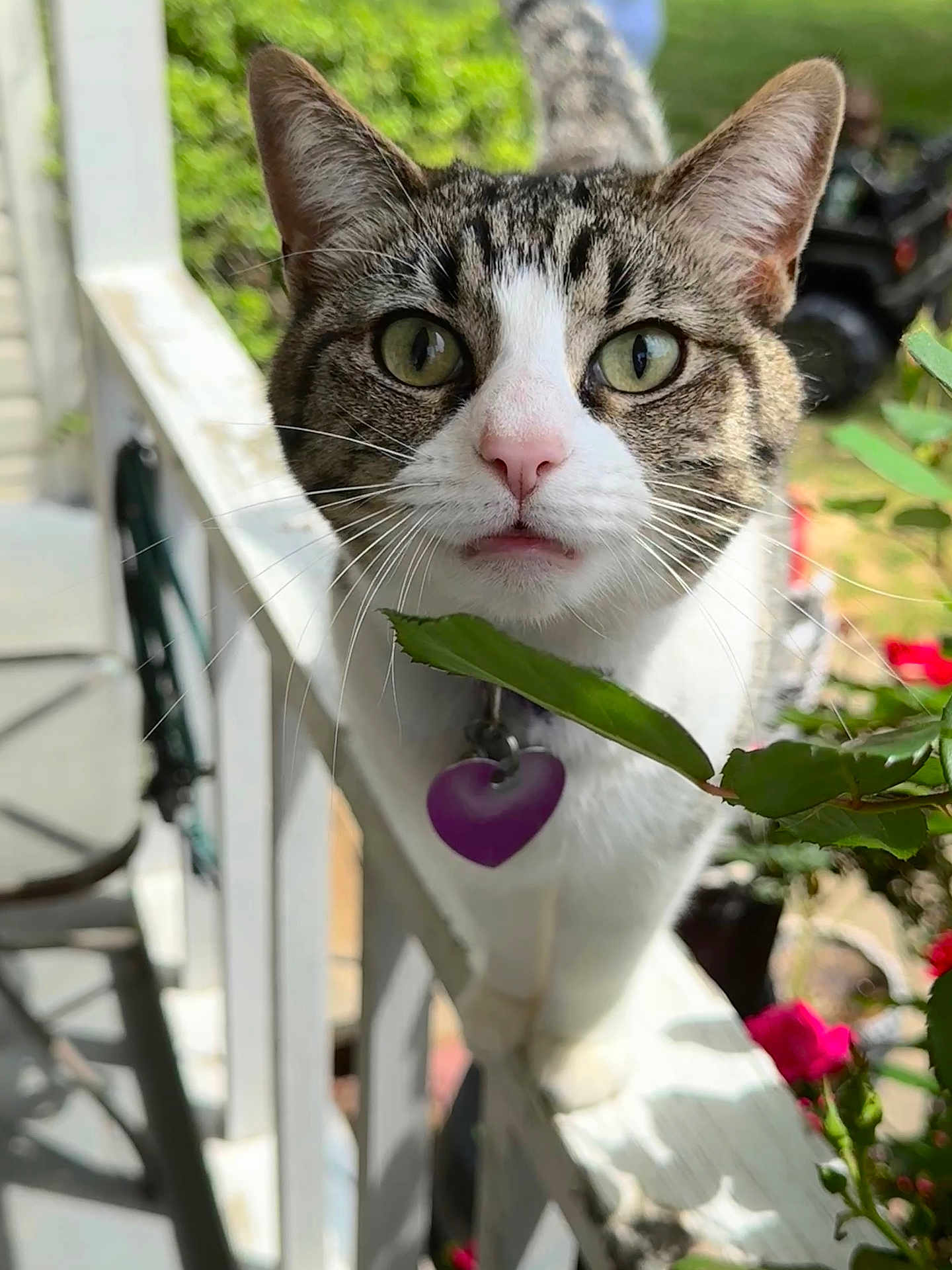 Rosie joined the competition — help win amazing prizes! cat, tabby, feline, pet, close_up, portrait, whiskers, green_eyes, collar, heart_tag, porch, railing, leaf, flowers, outdoor, daytime, plant, curiosity, nose, ears