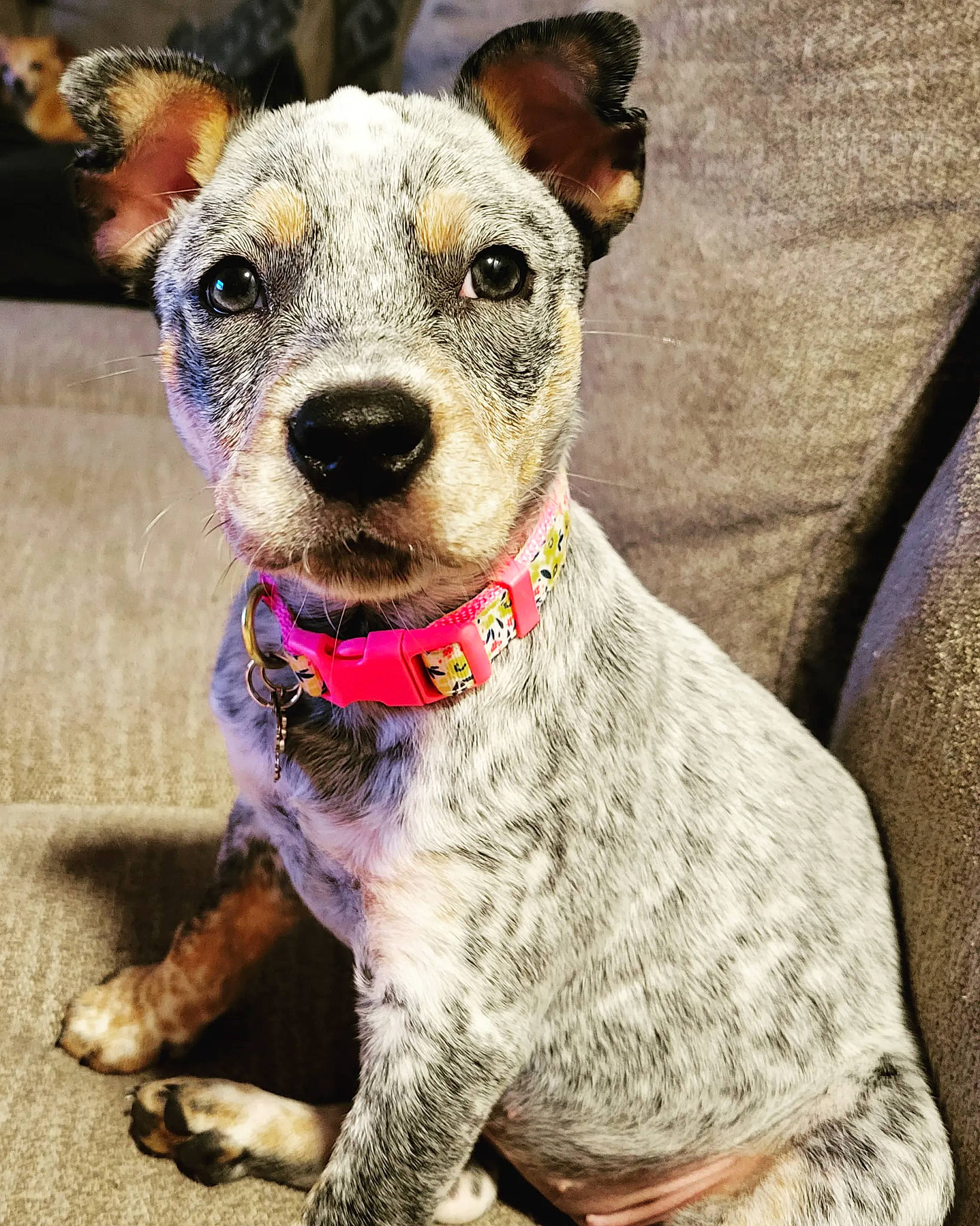 Esme is registered to the contest to win money with this photo: art, canidae, carnivore, collar, companion_dog, dog, dog_breed, dog_clothes, dog_collar, dog_supply, fashion_accessory, fawn, fur, leash, pet_supply, sighthound, snout, sporting_group, whiskers, working_animal