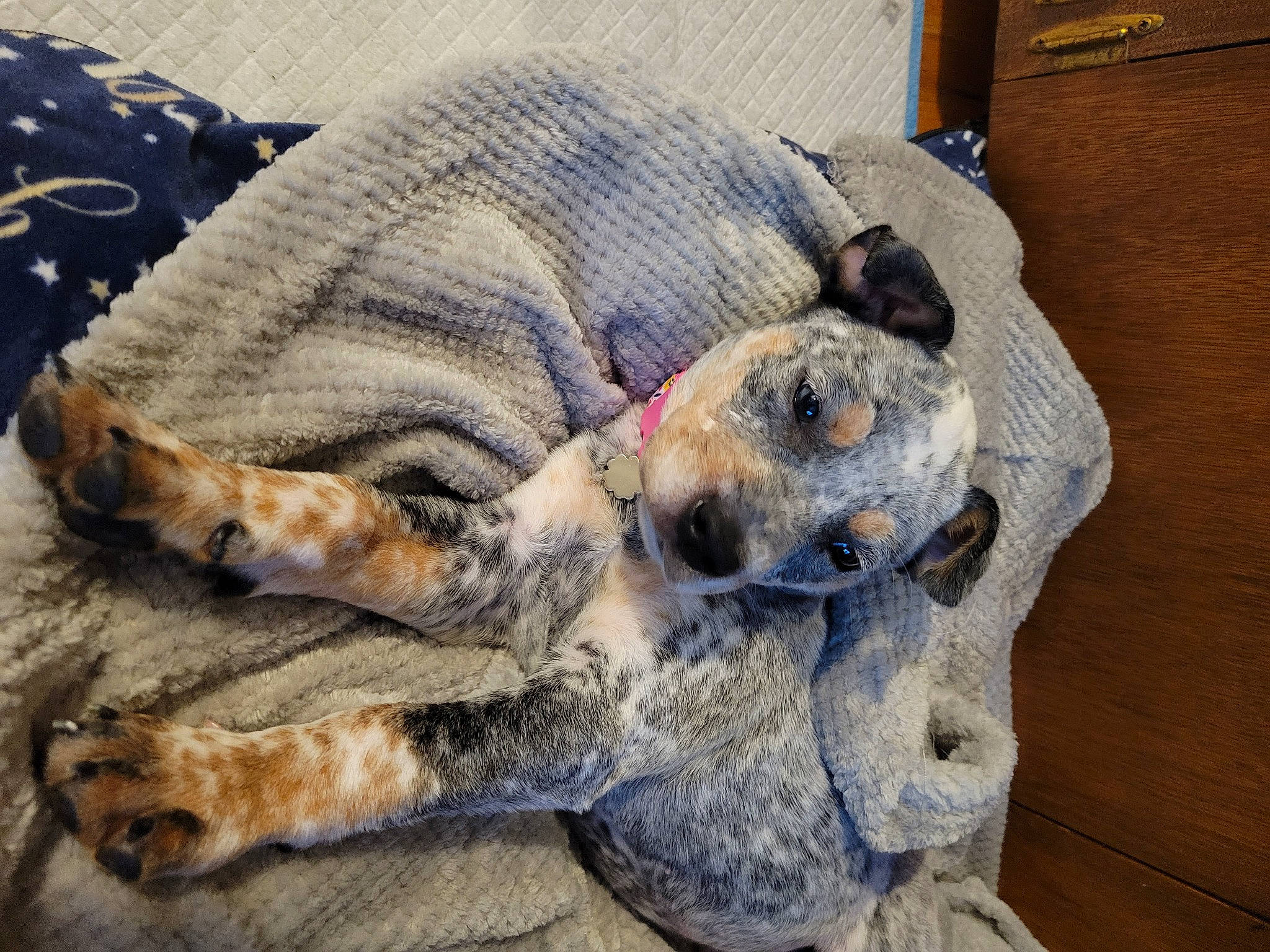 Esme is registered to the contest to win money with this photo: box, canidae, carnivore, claw, comfort, companion_dog, dog, dog_breed, fawn, felidae, fur, grey, natural_material, paw, small_to_medium_sized_cats, snout, terrestrial_animal, whiskers, wildlife, wood