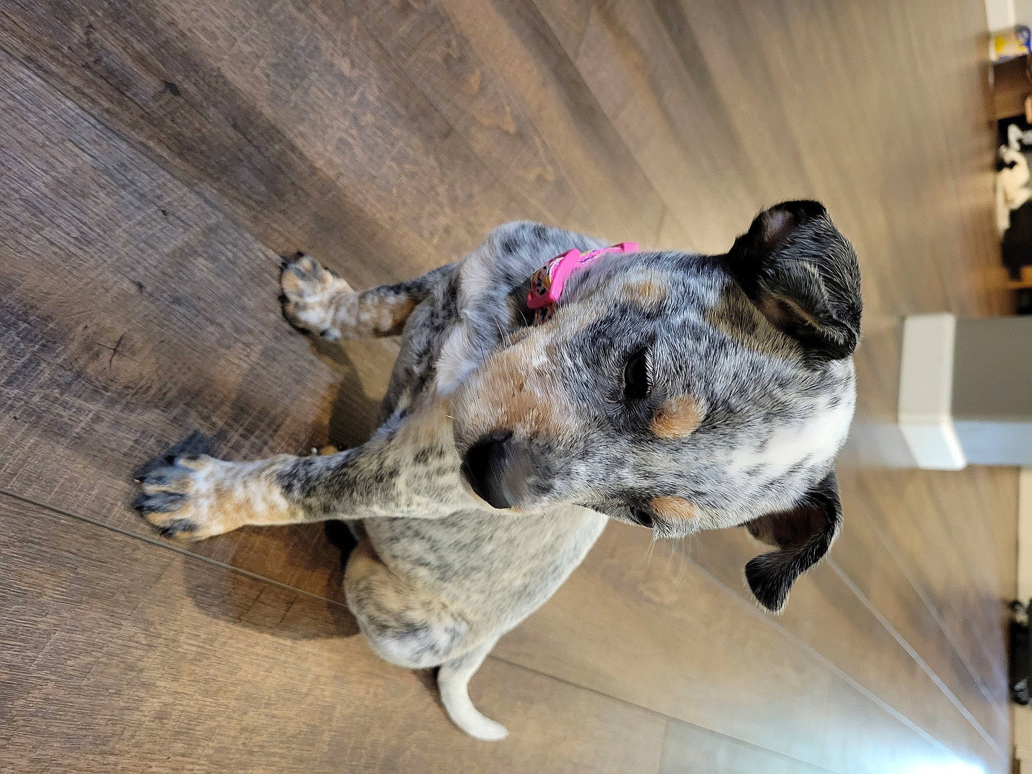 Esme is registered to the contest to win money with this photo: art, australian_cattle_dog, carnivore, claw, collar, companion_dog, dog, dog_breed, dog_collar, flooring, fur, hardwood, koolie, paw, snout, sporting_group, terrestrial_animal, wood, working_animal, working_dog