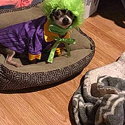 Chico joined the competition — help win amazing prizes! blanket, bow, box, chihuahua, costume, cozy, cute, dog, eyes, fur, green_wig, hardwood_floor, home_interior, indoor, looking_at_camera, pet, pet_bed, purple_outfit, ribbon, small_dog