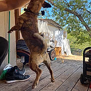 Wiley joined the competition — help win amazing prizes! dog, jumping, porch, wooden_floor, outdoor, tree, blue_sky, person_arm, shoes, broom, wheel, collar, toy, household_items, sunlight, nature, animal, pet, daytime, playful