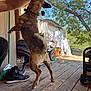 dog, jumping, porch, wooden_floor, outdoor, tree, blue_sky, person_arm, shoes, broom, wheel, collar, toy, household_items, sunlight, nature, animal, pet, daytime, playful