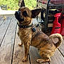Wiley joined the competition — help win amazing prizes! dog, brindle, small_dog, collar, tag, wooden_floor, outdoor_equipment, spray_bottle, curious, pet, animal, ears_up, sitting, brown_fur, black_fur, tail, daylight, rustic, workshop, looking_up