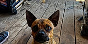 Wiley is registered to the contest to win money with this photo: dog, small_dog, ears, porch, wooden_floor, outdoor, pet, collar, leash, sunlight, shadow, expression, brown_dog, eyes, animal, domestic_animal, looking_up, furniture, wheel, shoe