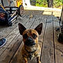 dog, small_dog, ears, porch, wooden_floor, outdoor, pet, collar, leash, sunlight, shadow, expression, brown_dog, eyes, animal, domestic_animal, looking_up, furniture, wheel, shoe