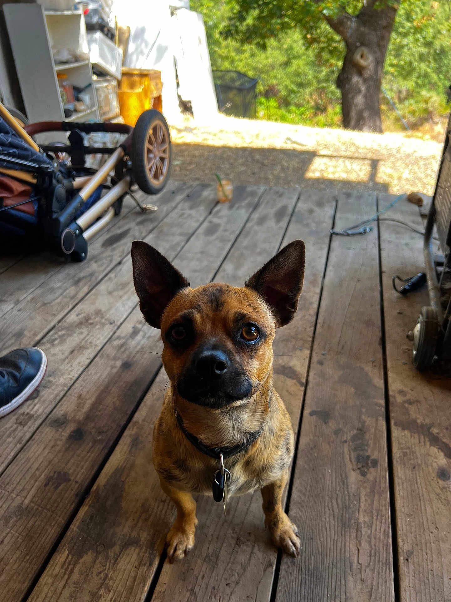 Wiley is registered to the contest to win money with this photo: dog, small_dog, ears, porch, wooden_floor, outdoor, pet, collar, leash, sunlight, shadow, expression, brown_dog, eyes, animal, domestic_animal, looking_up, furniture, wheel, shoe