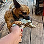Wiley is registered to the contest to win money with this photo: dog, toy, tug_of_war, playful, wooden_deck, hand, collar, pet, animal, chewing, outdoor, daylight, brown_dog, claws, fur, bite, interaction, close_up, playtime, fun