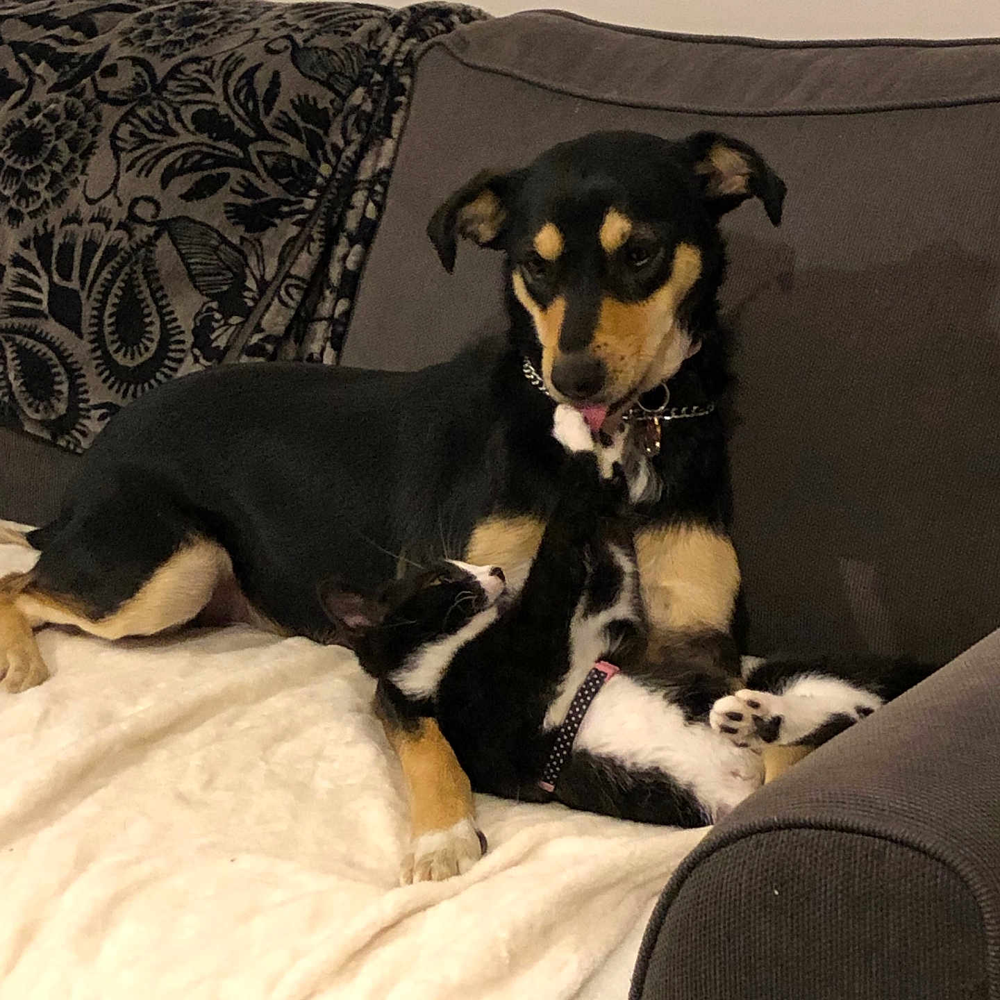Molly participe au concours pour gagner de l'argent avec cette photo : animal, architecture, ball, building, canine, chair, couch, cushion, dog, furniture, homedecor, hound, indoors, livingroom, pet, puppy, room, sport, tennis, tennisball
