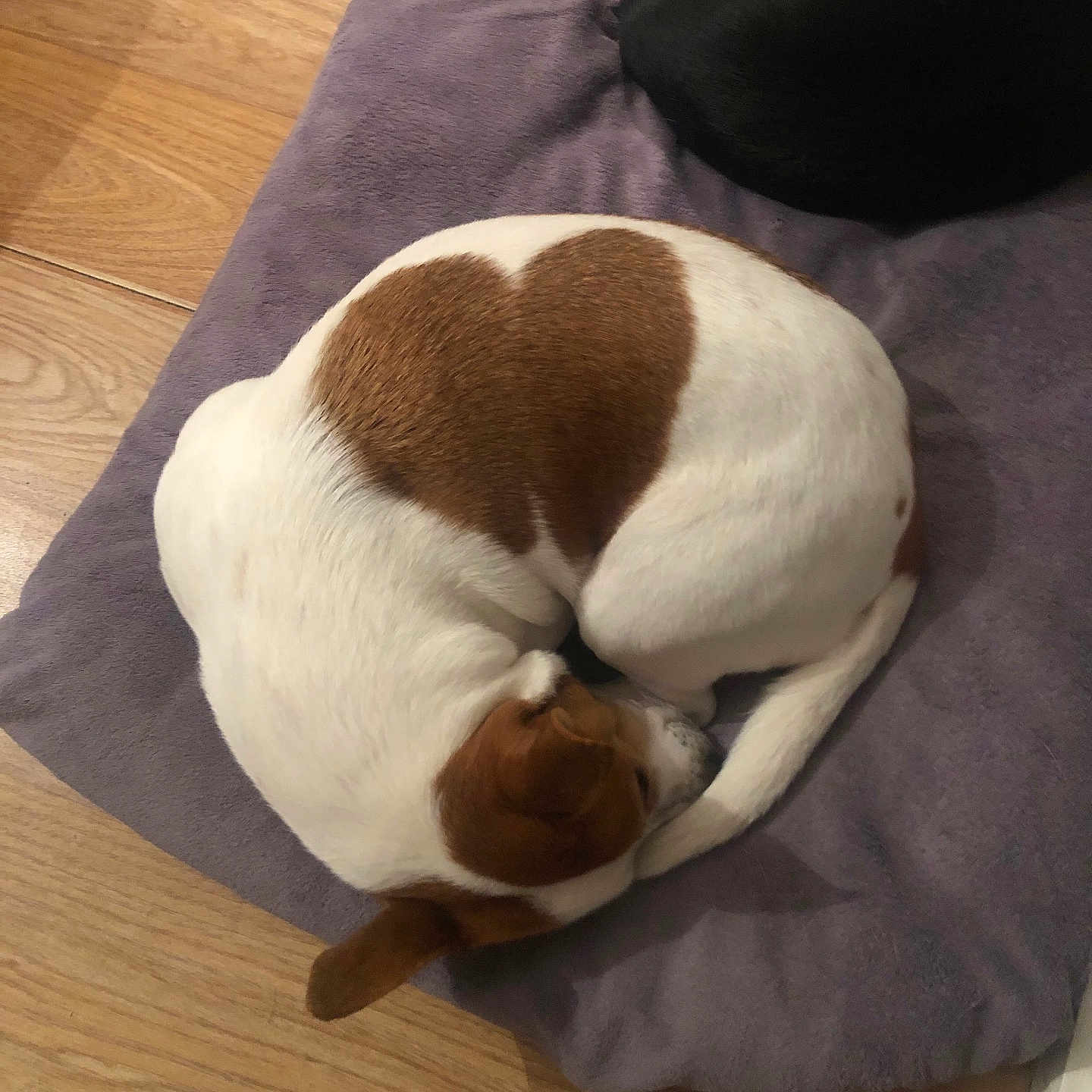 Mia participe au concours pour gagner de l'argent avec cette photo : animal, ball, beagle, bulldog, canine, dog, hardwood, hound, indoors, interiordesign, labradorretriever, person, pet, puppy, sleeping, sport, stainedwood, tennis, tennisball, wood