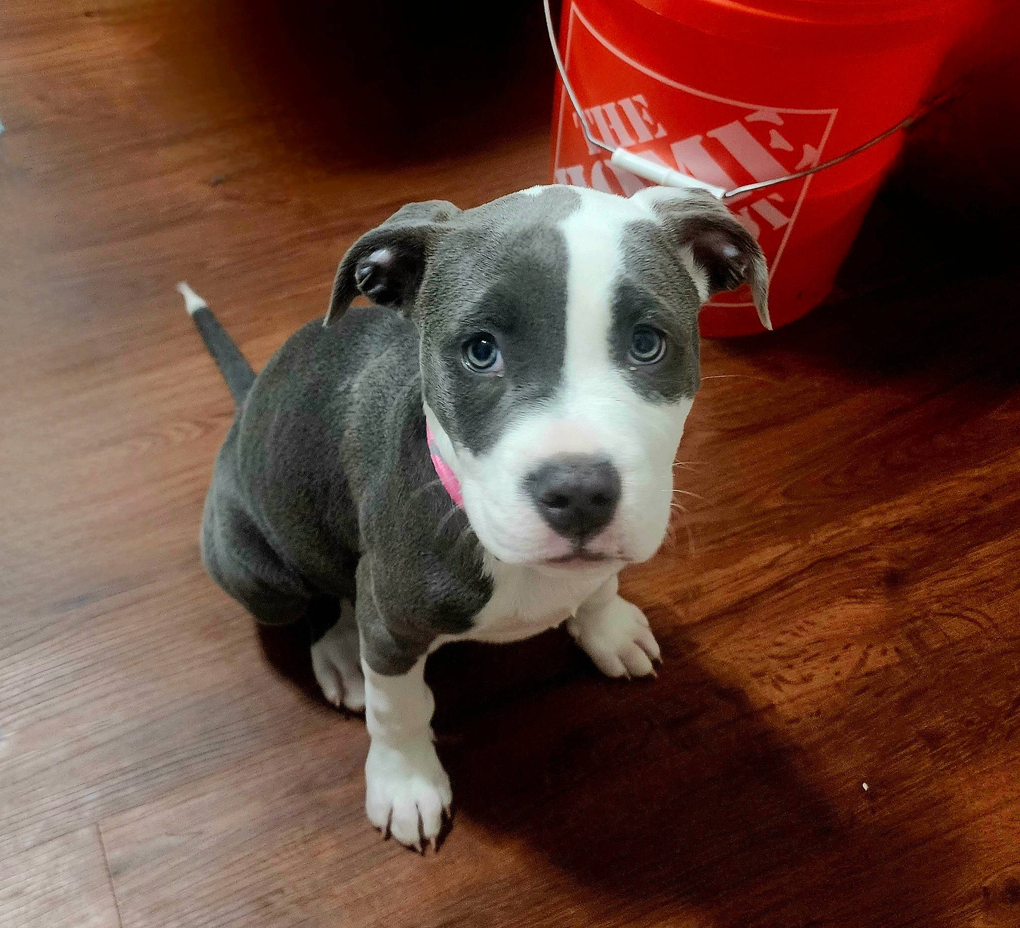 Lady is registered to the contest to win money with this photo: canidae, carnivore, collar, companion_dog, dog, dog_breed, fawn, flooring, hardwood, paw, pet_supply, plank, sporting_group, tail, varnish, whiskers, wood, wood_flooring, wood_stain, working_animal