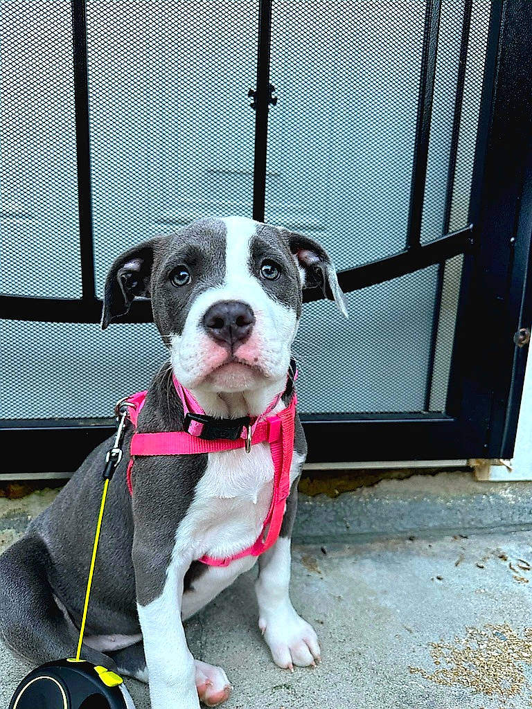 Lady is registered to the contest to win money with this photo: canidae, carnivore, collar, companion_dog, dog, dog_breed, dog_clothes, dog_collar, dog_supply, fashion_accessory, fawn, fence, fur, leash, mesh, pet_supply, snout, sporting_group, working_animal, working_dog