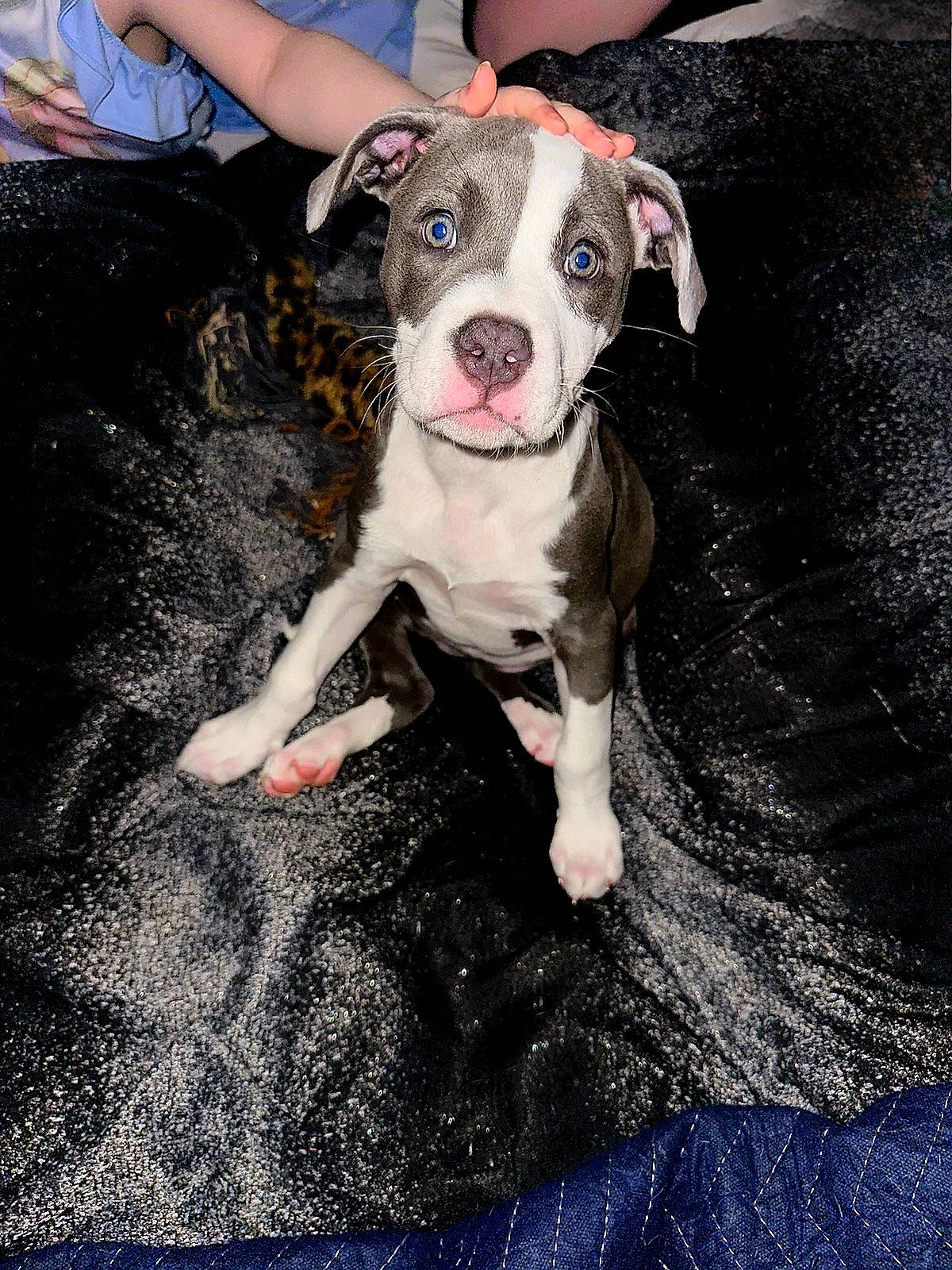 Lady joined the competition — help win amazing prizes! blue, carnivore, companion_dog, dog, dog_breed, pit_bull, soil, toy_dog, working_animal