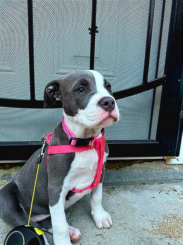 Lady is registered to the contest to win money with this photo: canidae, carnivore, collar, companion_dog, dog, dog_breed, dog_clothes, dog_collar, dog_supply, fashion_accessory, fawn, fence, leash, mesh, non_sporting_group, pet_supply, snout, whiskers, working_animal, working_dog